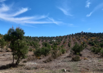 foto camino en bosque